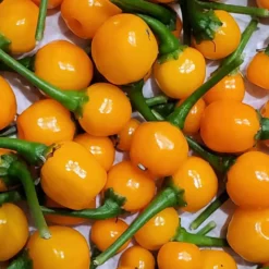 aji-charapita-pepper-seeds