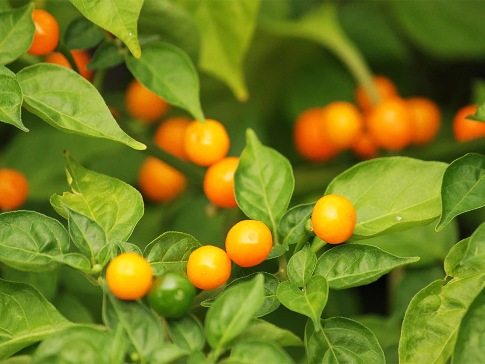 50+ Fresh Aji Charapita Pepper Seeds - FREE USA Shipping, Hot Peruvian Chili