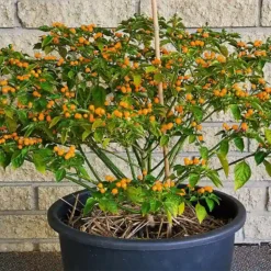 aji-charapita-peppers-growing