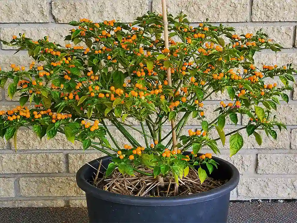 aji-charapita-peppers-growing