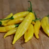 aji-lemon-pepper-seeds