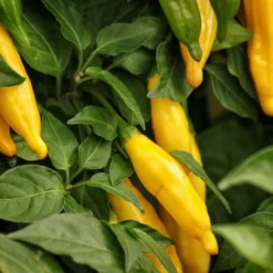 aji-lemon-peppers-seeds