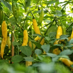 aji-limo-pepper-seeds