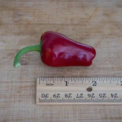 aleppo-37-pepper
