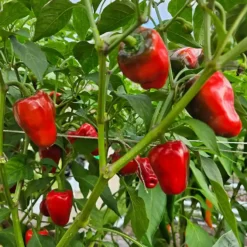 aleppo-37-peppers-growing