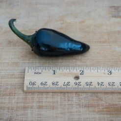 black-hungarian-pepper