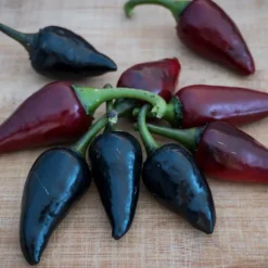 black-hungarian-pepper-seeds