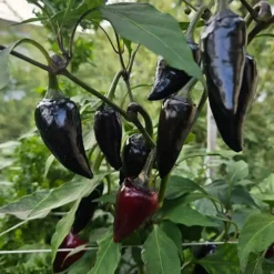 black-hungarian-peppers-growing