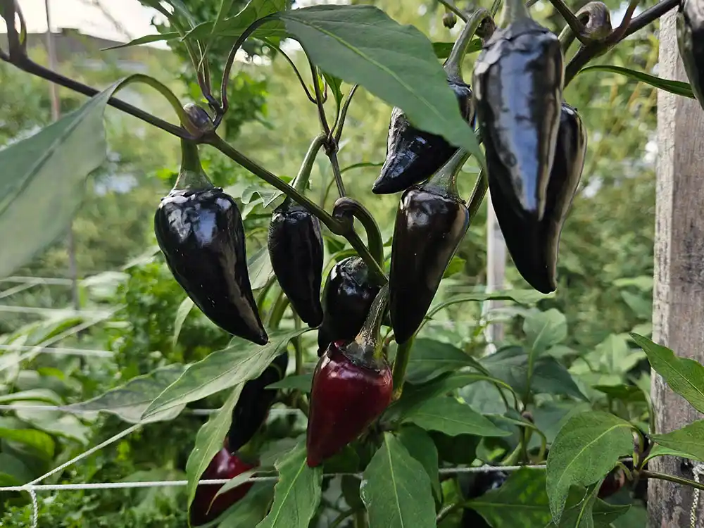 black-hungarian-peppers-growing