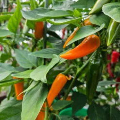 bulgarian-carrot-peppers-growing