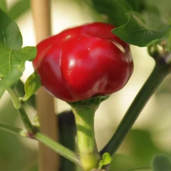 calabrian-calabrese-pepper