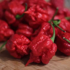 carolina-reaper-pepper-seeds
