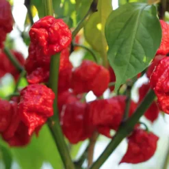 carolina-reaper-peppers-growing