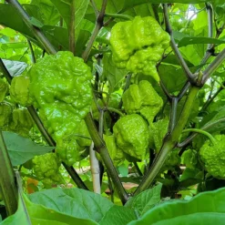 carolina-reaper-peppers-growing-unripe