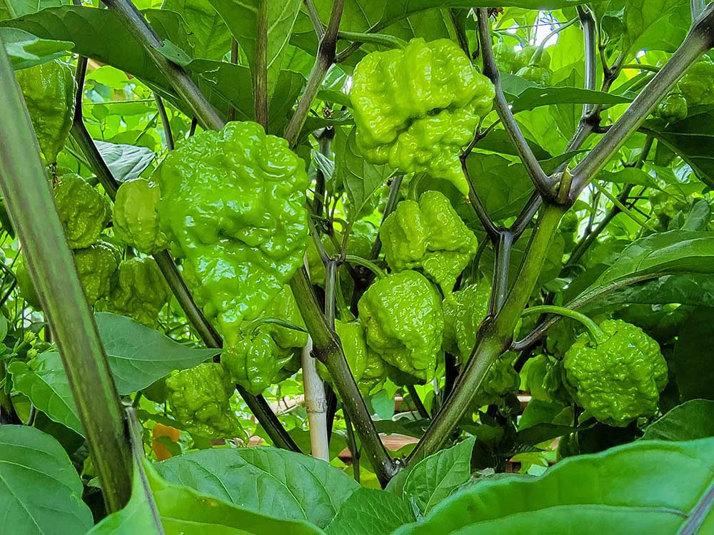 carolina-reaper-peppers-growing-unripe