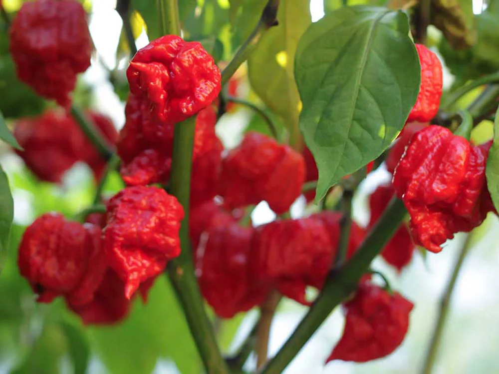 carolina-reaper-peppers-growing