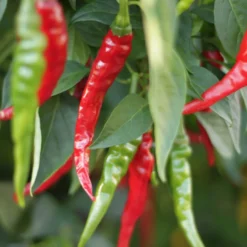 cayenne-long-slim-peppers