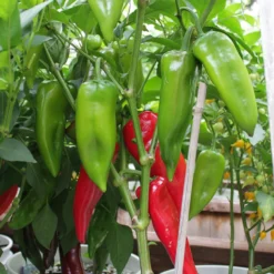 chervena-chushka-peppers-growing