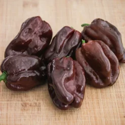 chocolate-habanero-pepper-seeds