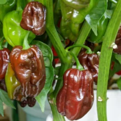 chocolate-habanero-peppers-growing