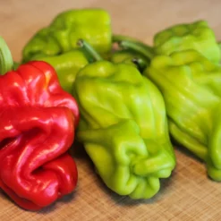 dragon-toe-pepper-seeds
