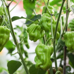 dragon-toe-peppers-growing