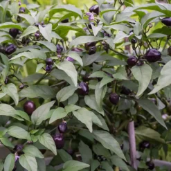 filius-blue-pepper-growing-purple