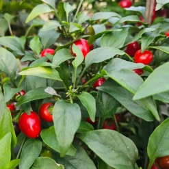 filius-blue-pepper-growing-red