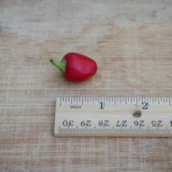 filius-blue-pepper-red