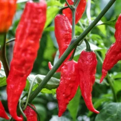 ghost-pepper-bhut-jolokia