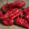ghost-pepper-bhut-jolokia-seeds