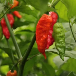 ghost-peppers-growing