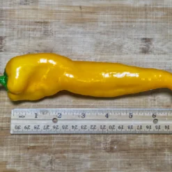 golden-treasure-pepper-seeds-size