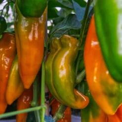 golden-treasure-peppers-growing-prolific