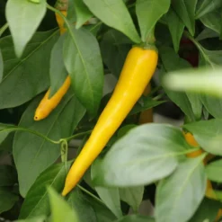 golden-yellow-cayenne-peppers