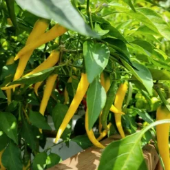golden-yellow-cayenne-peppers-growing