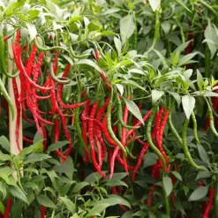 gong-bao-asian-peppers-growing