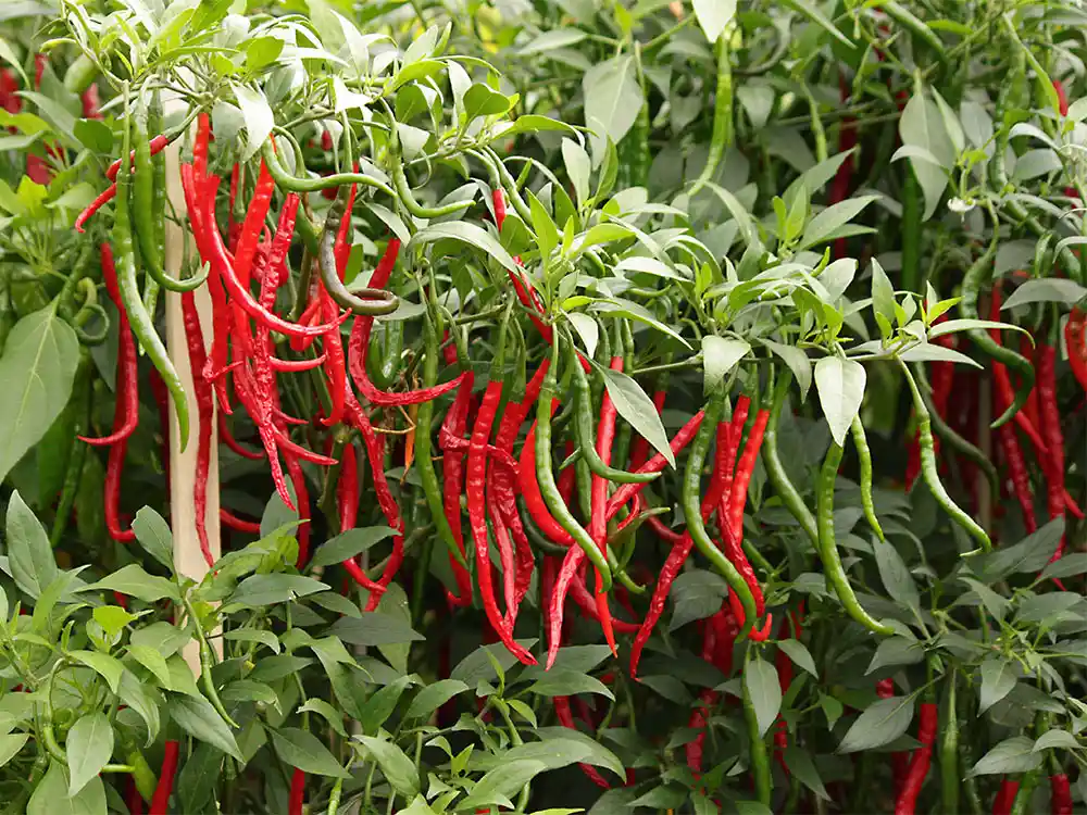 gong-bao-asian-peppers-growing