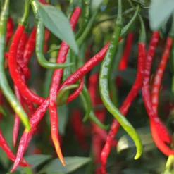gong-bao-peppers-growing