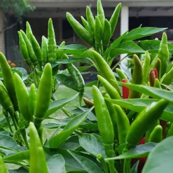 green-thai-dragon-chili-peppers
