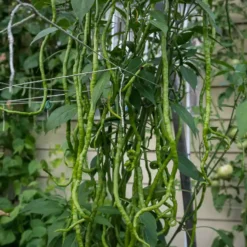 green-thunder-mountain-longhorn-peppers