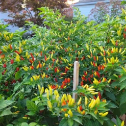 growing-tabasco-pepper-seeds