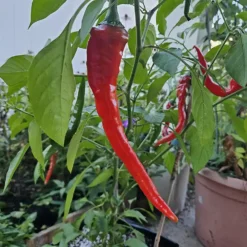 hot-portugal-peppers-growing