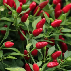 how-long-to-grow-birds-eye-chilies