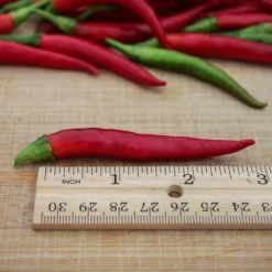 japones-yatsufusa-pepper-seeds