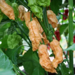 jpgs-jays-peach-ghost-scorpion-peppers-growing