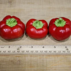 juicy-alma-paprika-pepper-seeds