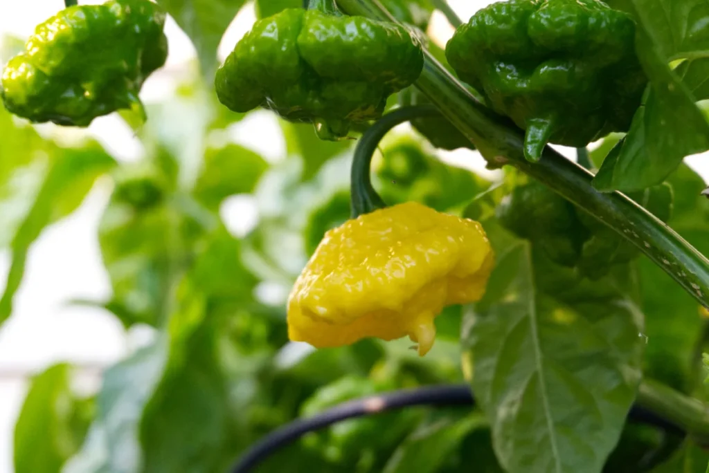 kang-star-lemon-starburst-ksls-pepper-growing