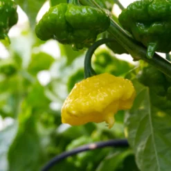 kang-star-lemon-starburst-ksls-pepper-growing