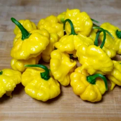 kang-star-lemon-starburst-ksls-pepper-seeds